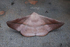 Sarcinodes yaeyamana