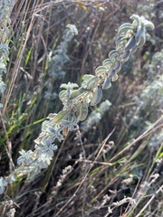 Mercurialis tomentosa