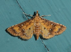Niphograpta albiguttalis