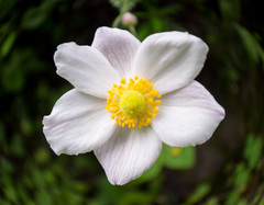 Eriocapitella vitifolia