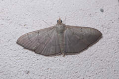 Pyraustinae