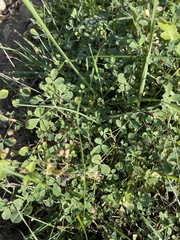 Medicago orbicularis