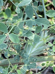 Melilotus officinalis