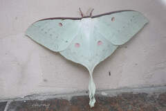 Actias sinensis