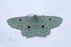 Chlorodontopera discospilata