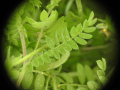 Ornithopus compressus