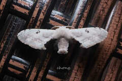 Penicillifera apicalis