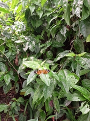 Mechanitis polymnia kayei