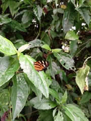 Mechanitis polymnia kayei