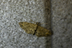 Pasiphilodes testulata