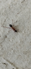 Camponotus