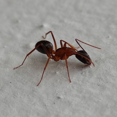 Camponotus