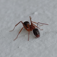 Camponotus