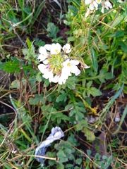Diplotaxis erucoides