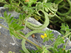 Ornithopus compressus