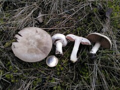 Agaricus pseudopratensis