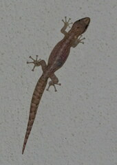 Afrogecko porphyreus