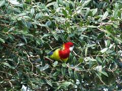 Platycercus eximius eximius