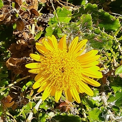 Berkheya coriacea