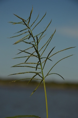 Paspalum repens