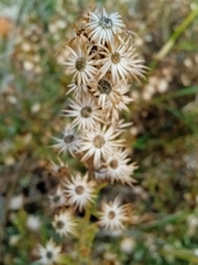 Dittrichia viscosa