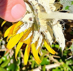 Berkheya coriacea