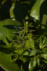 Paspalum repens