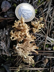 Phaeoclavulina curta