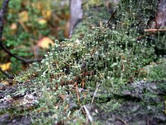 Cladonia fimbriata