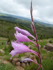Gladiolus scabridus