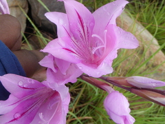 Gladiolus scabridus