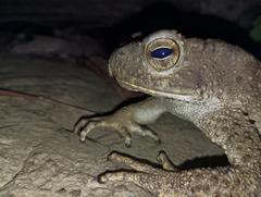 Phrynoidis juxtasper