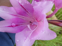 Gladiolus scabridus