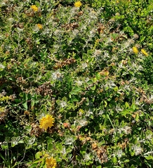 Berkheya coriacea