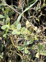 Melilotus officinalis