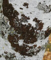 Melanohalea septentrionalis