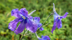 Delphinium kamaonense