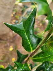 Ilex cornuta