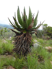 Aloe marlothii