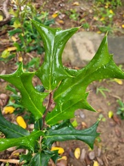 Ilex cornuta