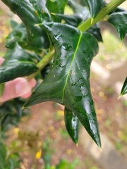 Ilex cornuta