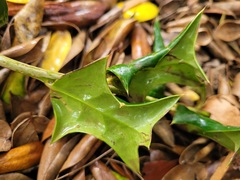 Ilex cornuta