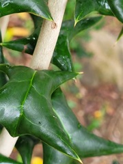 Ilex cornuta