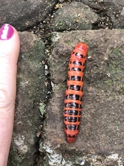 Cactoblastis cactorum