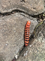 Cactoblastis cactorum