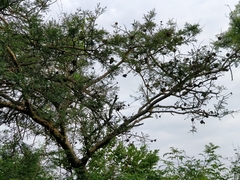 Vachellia leucophloea