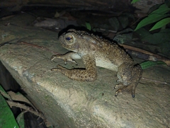 Phrynoidis juxtasper