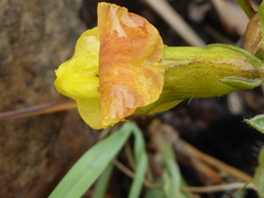 Pearsonia aristata