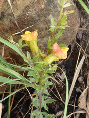 Pearsonia aristata