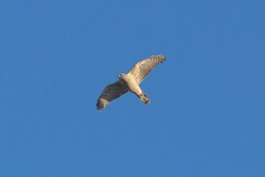Accipiter gentilis